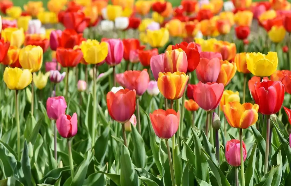 Tulips / Flowers